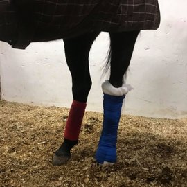 Laserterapi häst